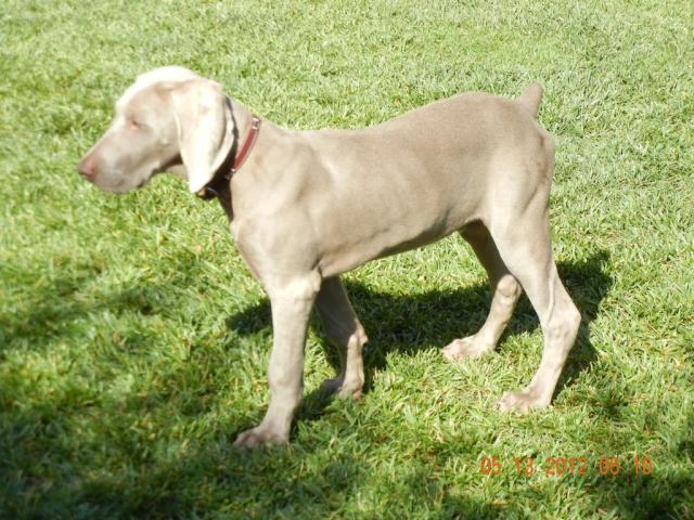 Winston Pup 2